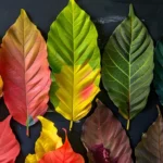 An unrealistic photo of kratom leaves in full rainbow colors