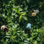 Birds eye view of workers harvesting kratom plants